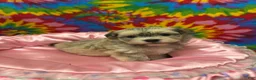 Havanese dogs for sale: Suzie - Ad 4