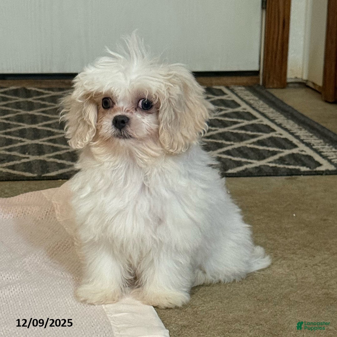 Teddy Bear dogs for sale: Oakley - Ad 2