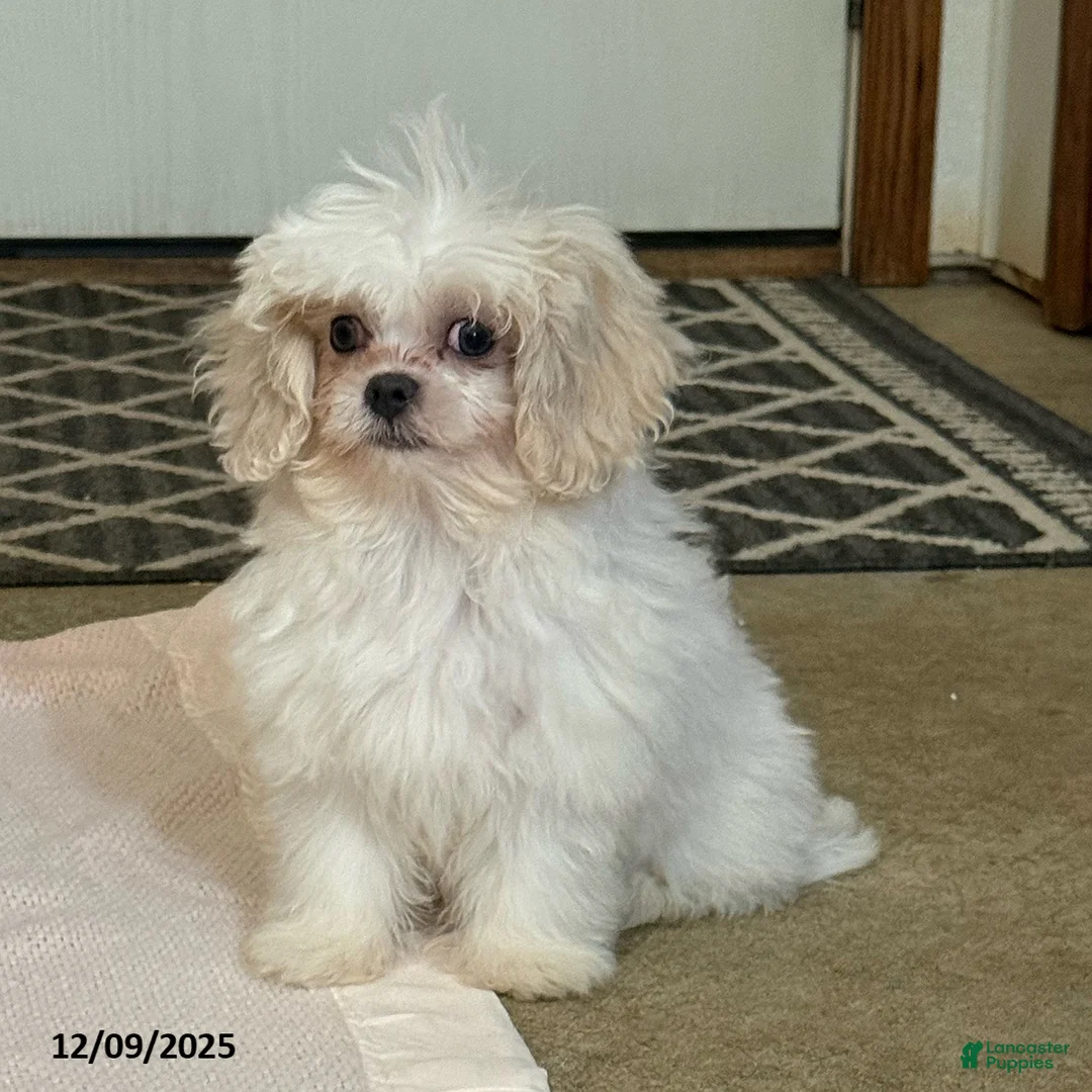 Teddy Bear dogs for sale: Oakley - Ad 2