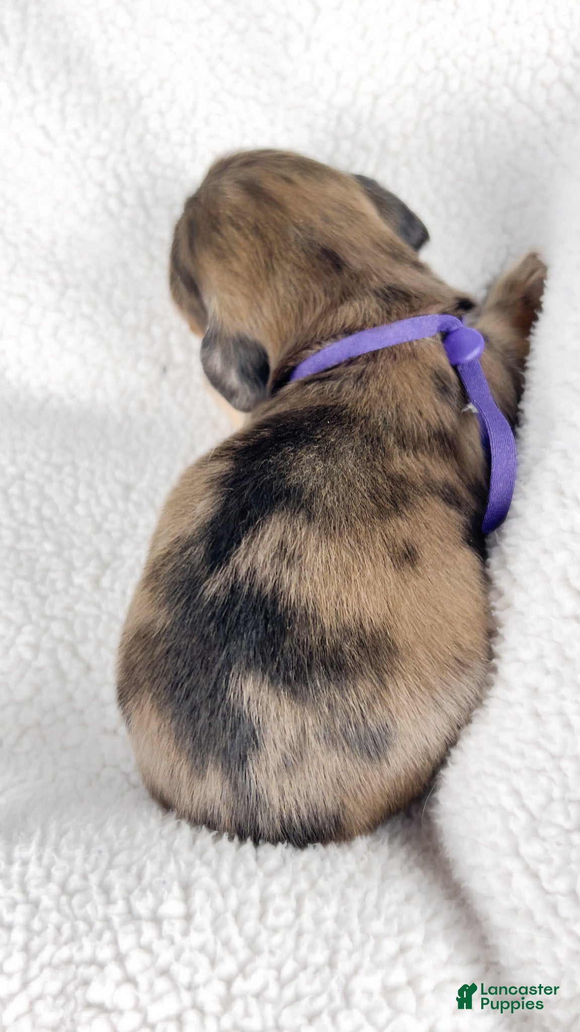 Miniature Dachshund dogs Chicken bake - Ad 17