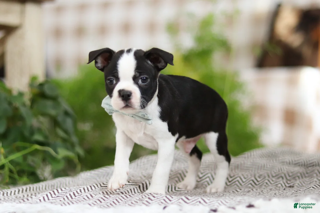 Boston Terrier dogs for sale: Bluey - Ad 5