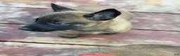 Belgian Malinois dogs for sale: Belgian Malinois Puppy 4 - Ad 1