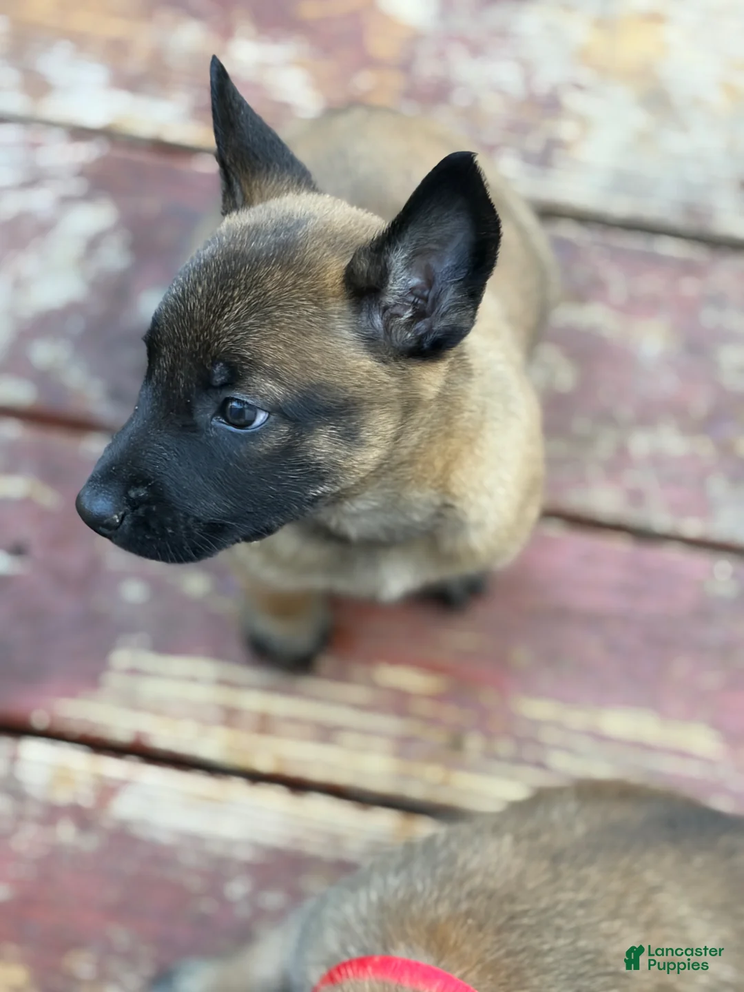 Belgian Malinois dogs for sale: Belgian Malinois Puppy 4 - Ad 1