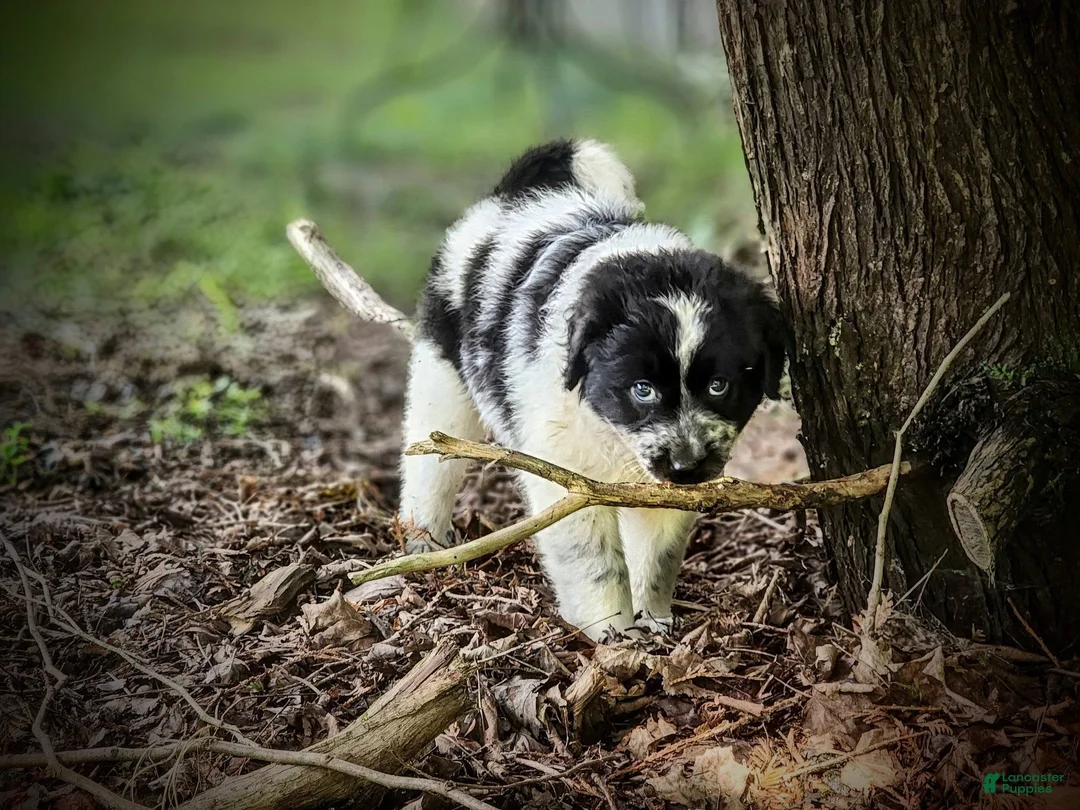 Mixed Breed dogs for sale: Cloud - Ad 1