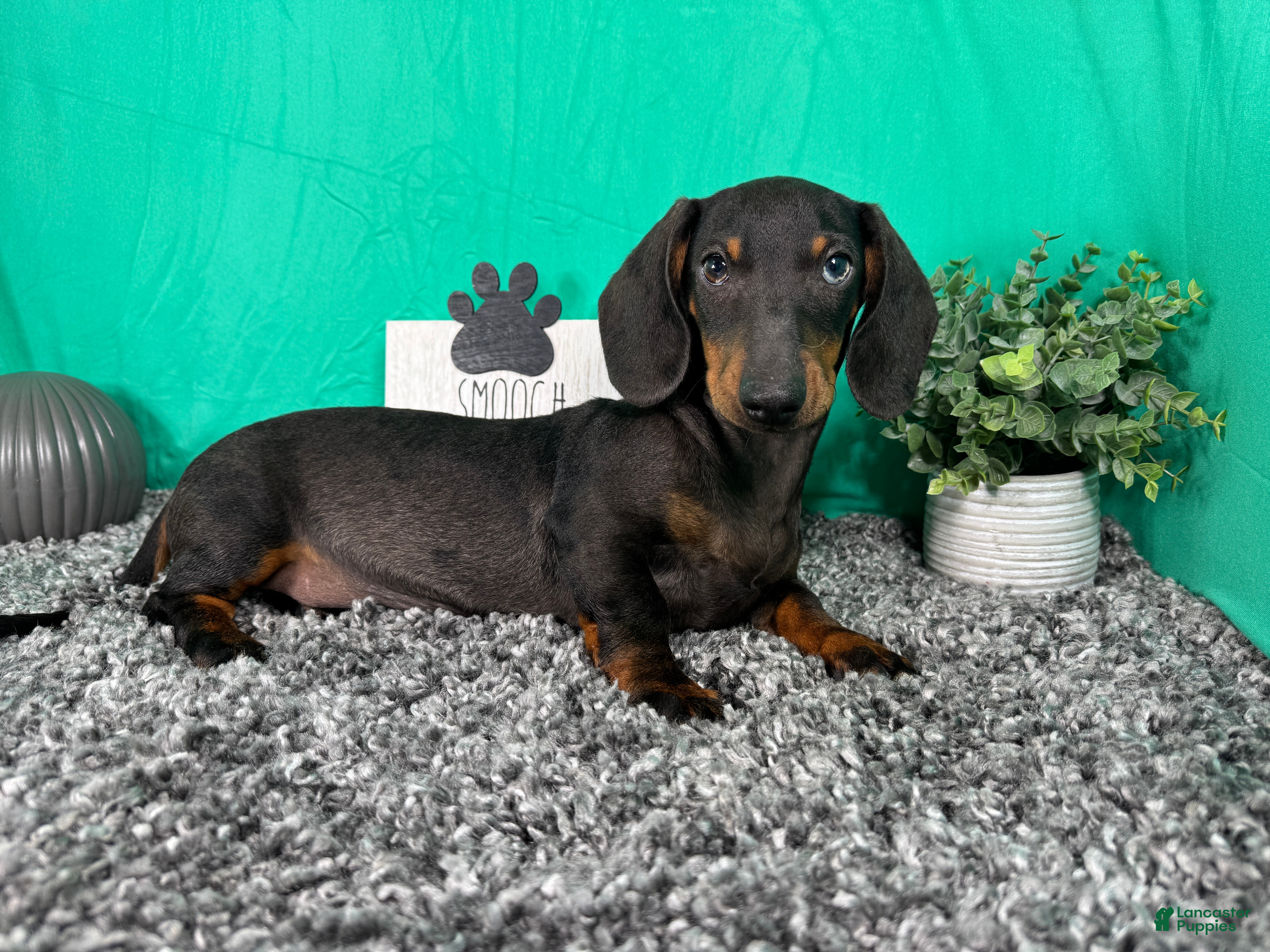 Miniature Dachshund dogs Miniature Dachshund 2 - Ad 42
