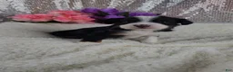 Mini Aussiedoodle dogs for sale: Rosalie - Ad 12