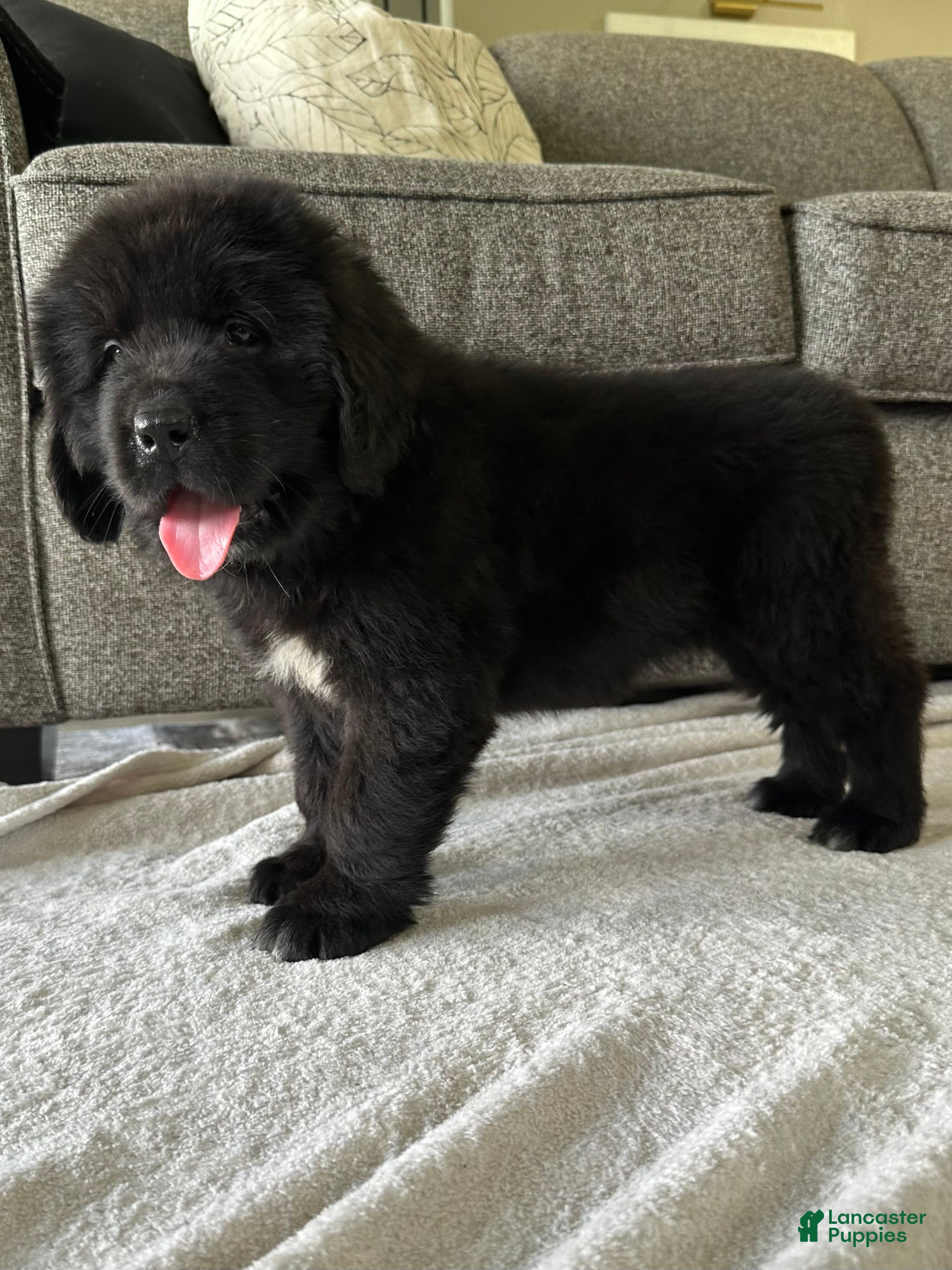 Newfoundland dogs “ Peeta” OFA, CH, AKC,  - Ad 2