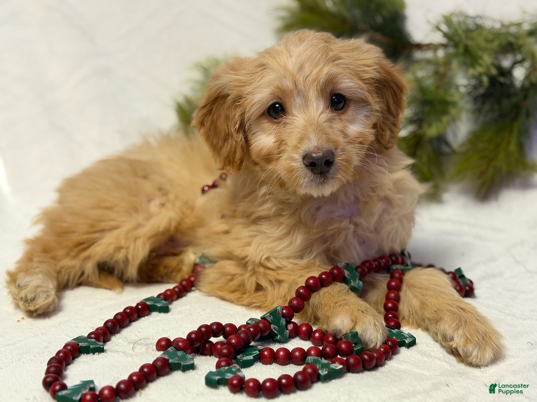 Mini Goldendoodle dogs for sale: Butterball - Ad 3