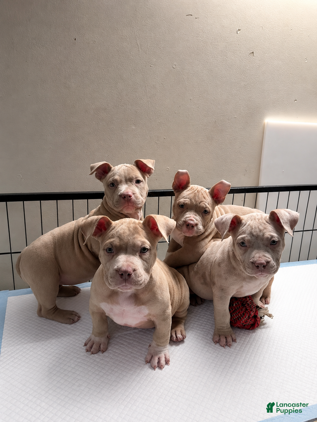American Bully dogs Solid female - Ad 1