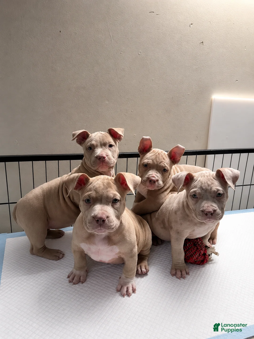 American Bully dogs for sale: Solid female - Ad 1