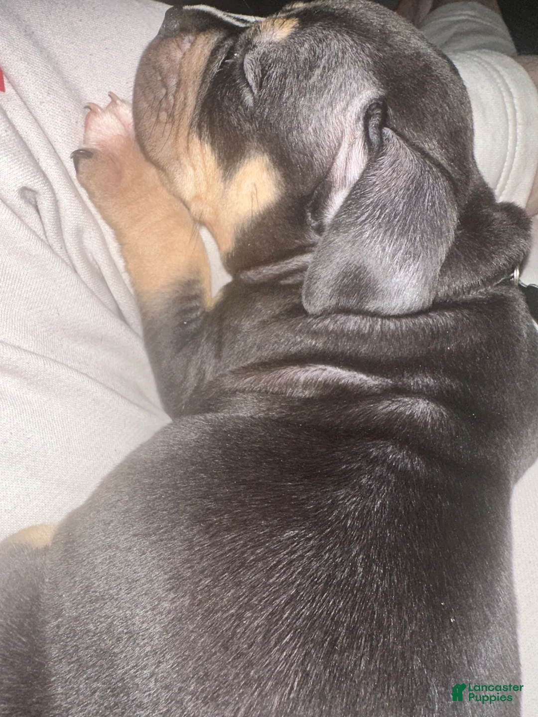 American Bully dogs for sale: American Bully XL Puppys 6 left - Ad 2