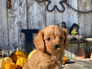 Cavapoo dogs - Ad 17