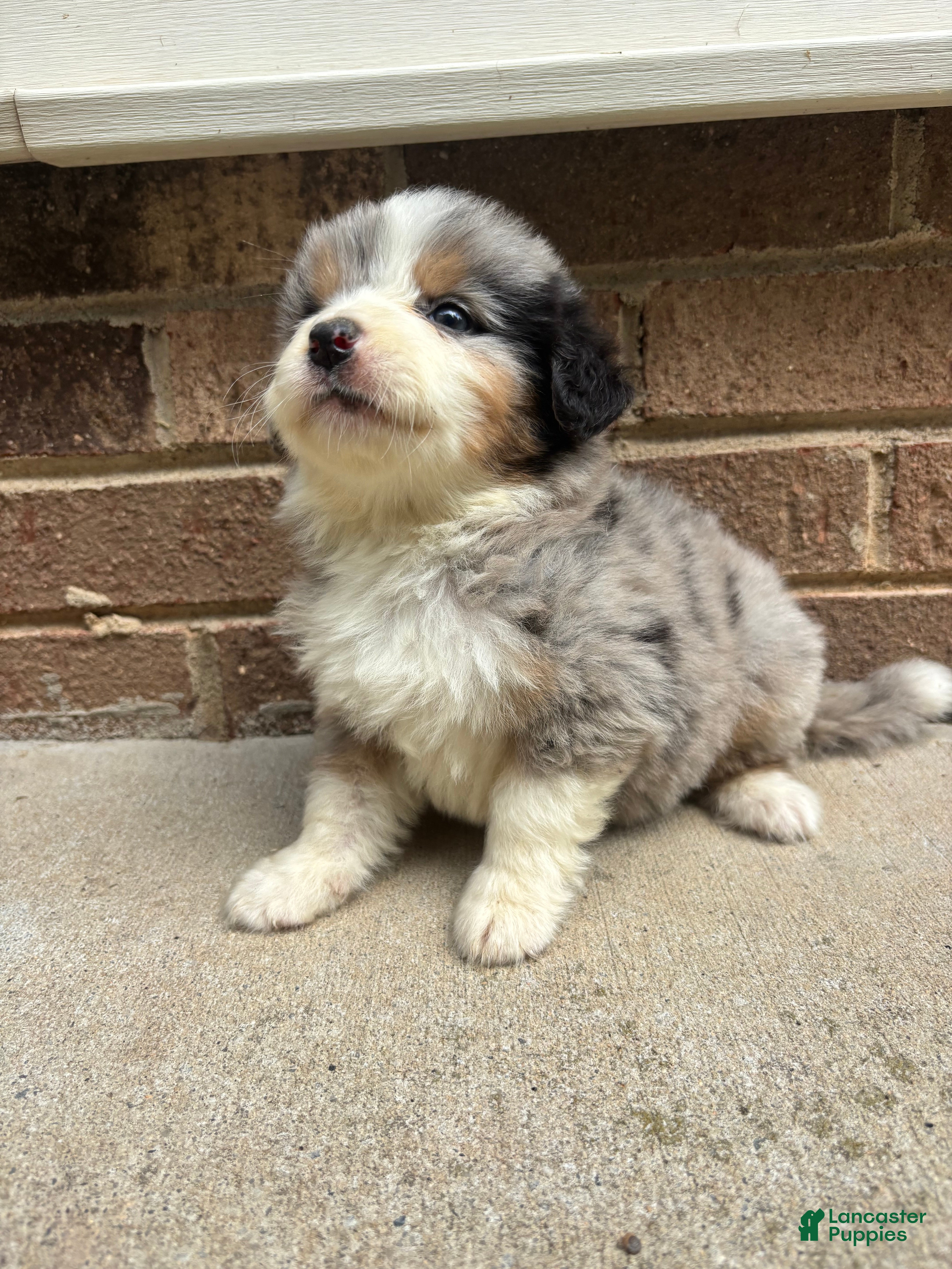 Mixed Breed dogs Blue Merle female - Ad 2