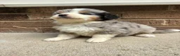 Mixed Breed dogs for sale: Blue Merle female - Ad 2