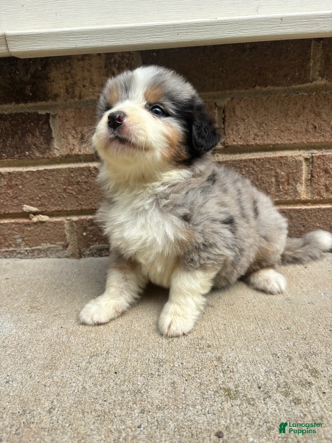 Mixed Breed dogs for sale: Blue Merle female - Ad 2
