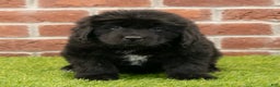 Newfoundland dogs for sale: Dash - Ad 1
