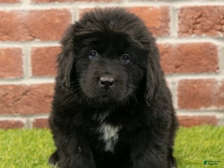 Newfoundland dogs Dash - Ad 37