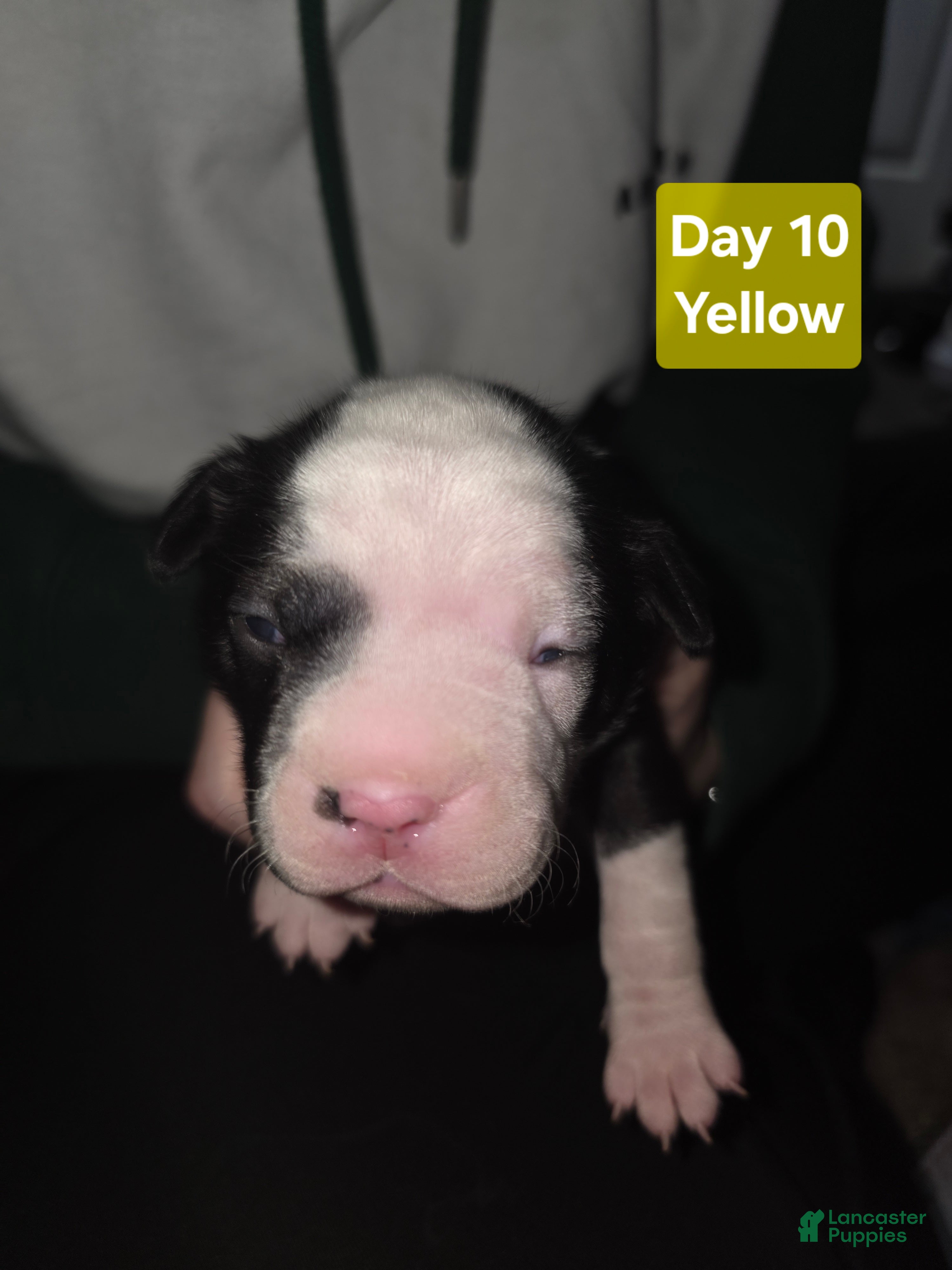 Mixed Breed dogs Yellow *Updated 1/28 - Ad 22