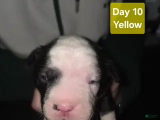 Mixed Breed dogs Yellow *Updated 1/28 - Ad 22