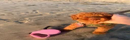 Goldendoodle dogs for sale: Goldendoodle 1 - Ad 2
