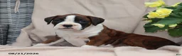 Boxer dogs for sale: Sophie - Ad 3