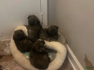 Pomapoo dogs Pomapoo Puppy 3 - Ad 22