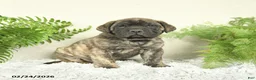 English Mastiff dogs for sale: Asher - Ad 3