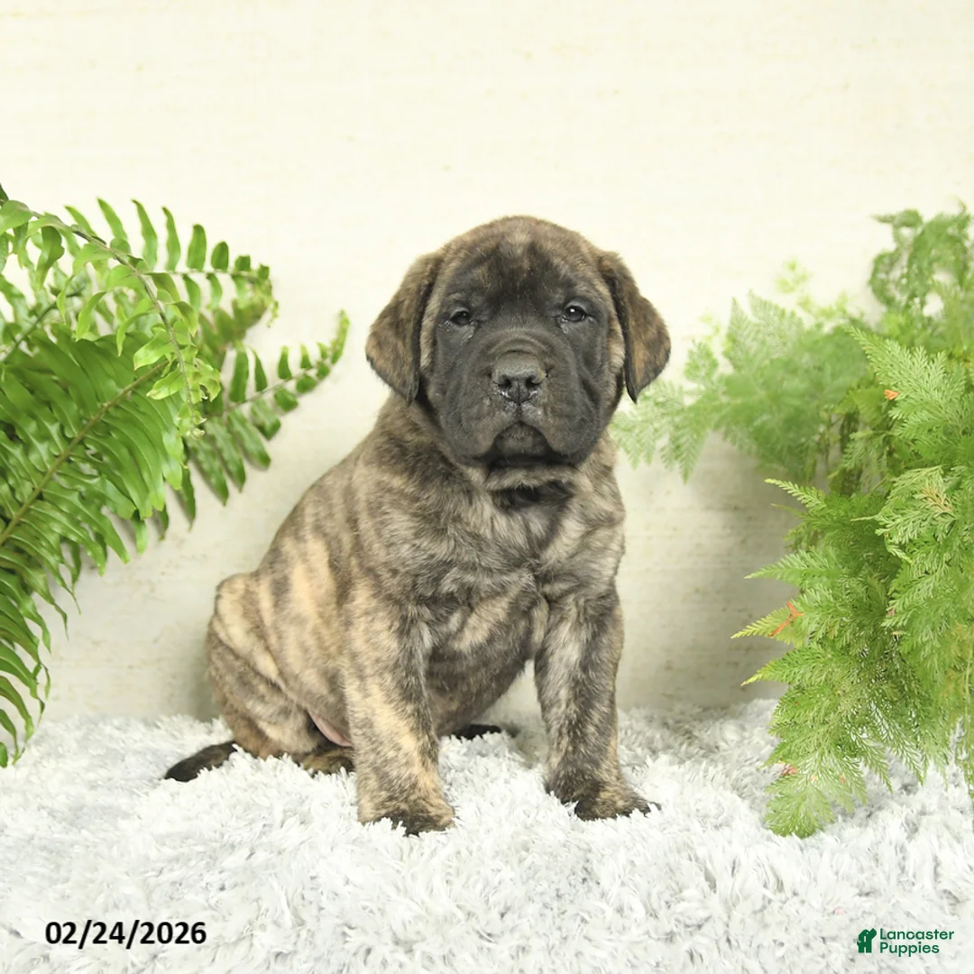 English Mastiff dogs for sale: Asher - Ad 3