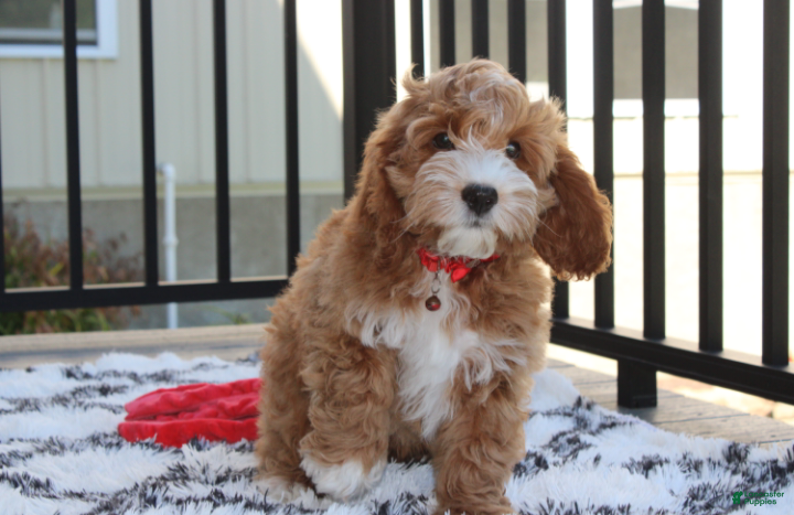 Cockapoo dogs Lando - Ad 2
