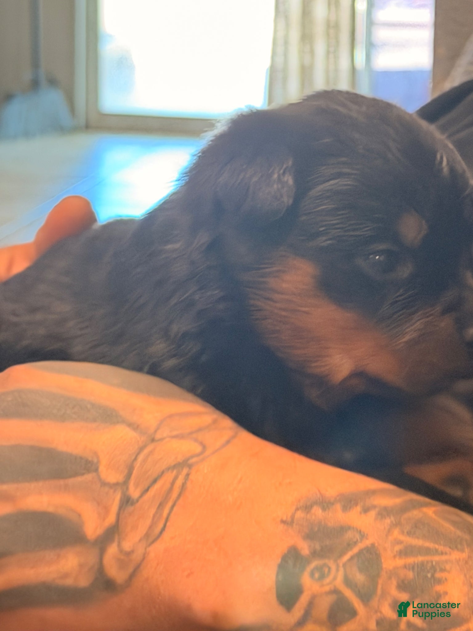 Rottweiler dogs Rottweiler Puppy 1 - Ad 1