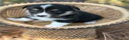 Mixed Breed dogs for sale: Black girl 2 - Ad 7