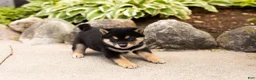 Shiba Inu dogs for sale: Milo  - Ad 3
