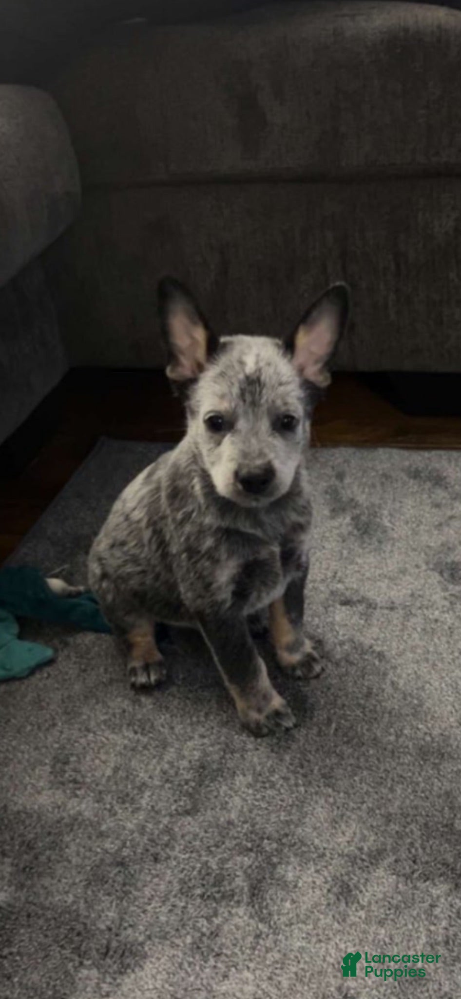 Australian Cattle Dog dogs Scout - Ad 1