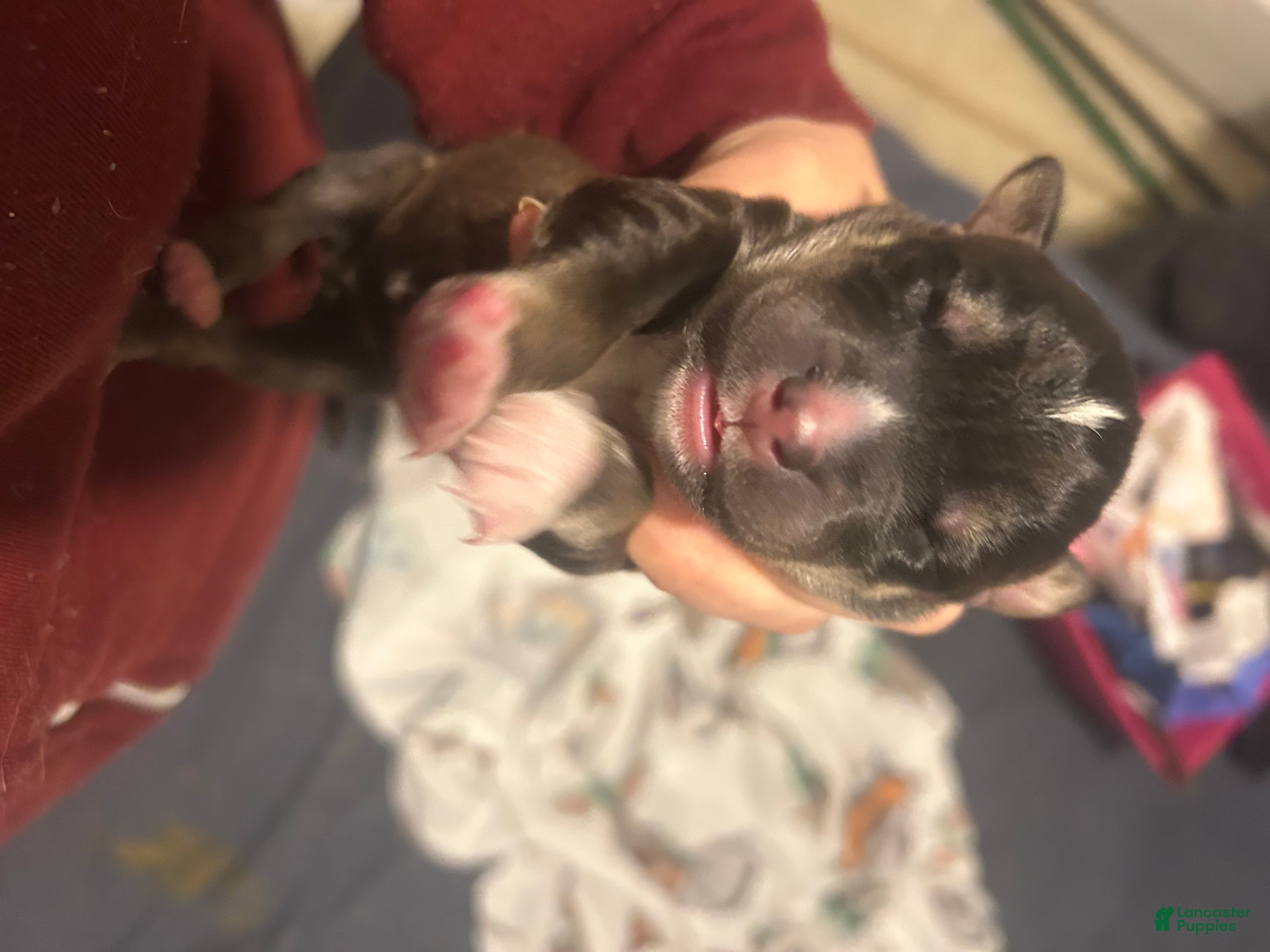 Goberian dogs Goberian Puppy 2 - Ad 14