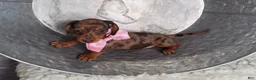 Miniature Dachshund dogs for sale: Ann - Ad 3