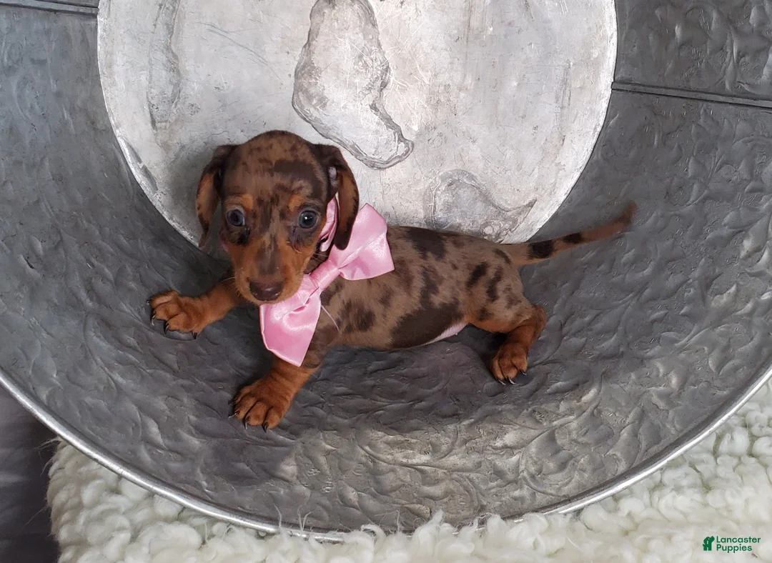Miniature Dachshund dogs for sale: Ann - Ad 3