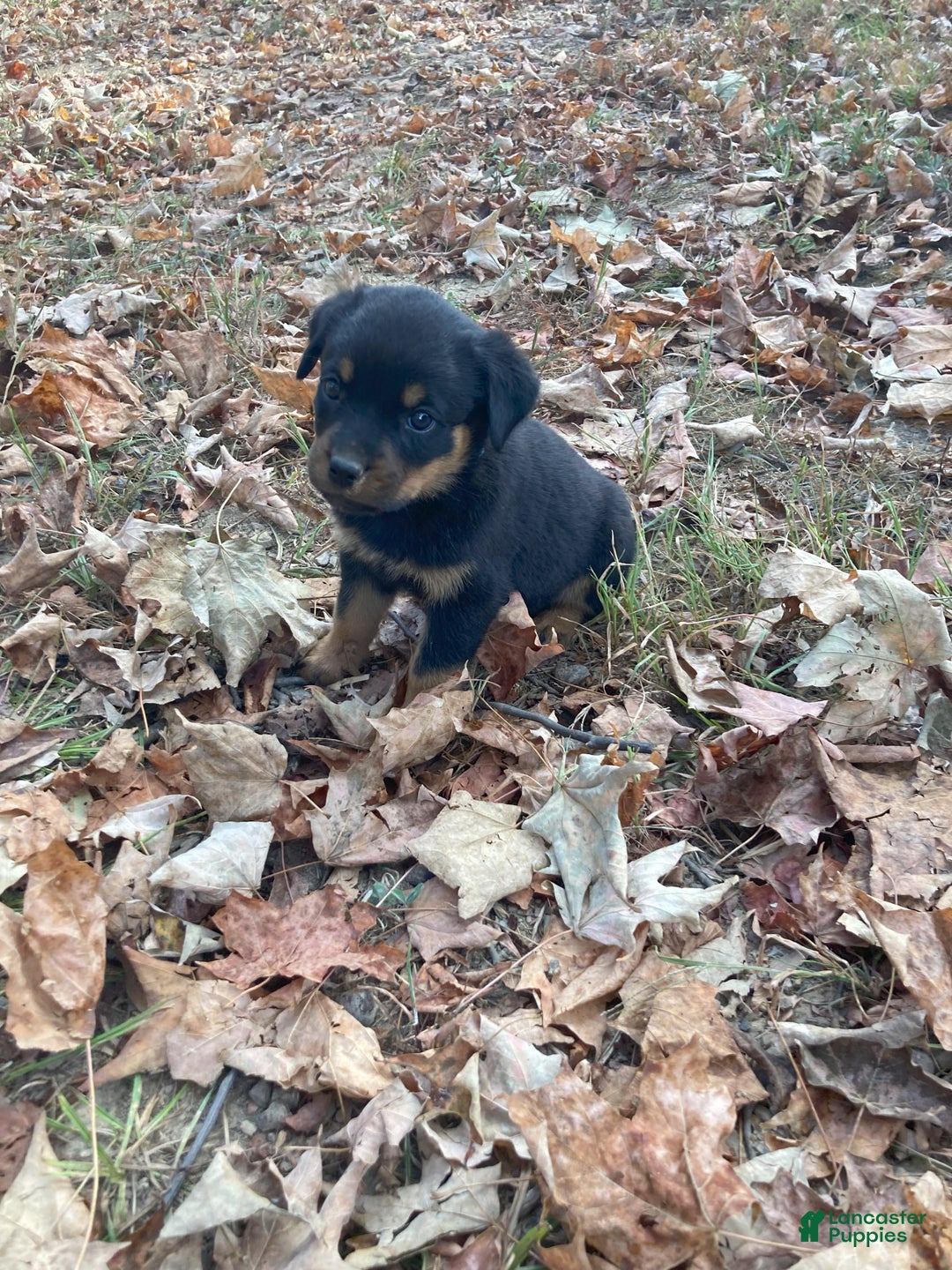Rottweiler dogs for sale: Holly - Ad 10