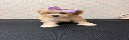Maltipoo dogs for sale: Rosie - Ad 2