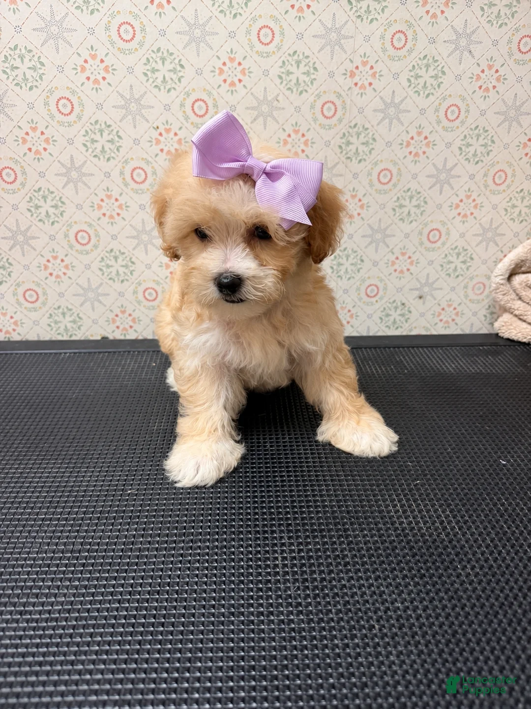 Maltipoo dogs for sale: Rosie - Ad 2