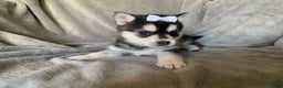 Alaskan Klee Kai dogs for sale: Petite Toy Husky~ Amazing Petunia~!!! - Ad 4