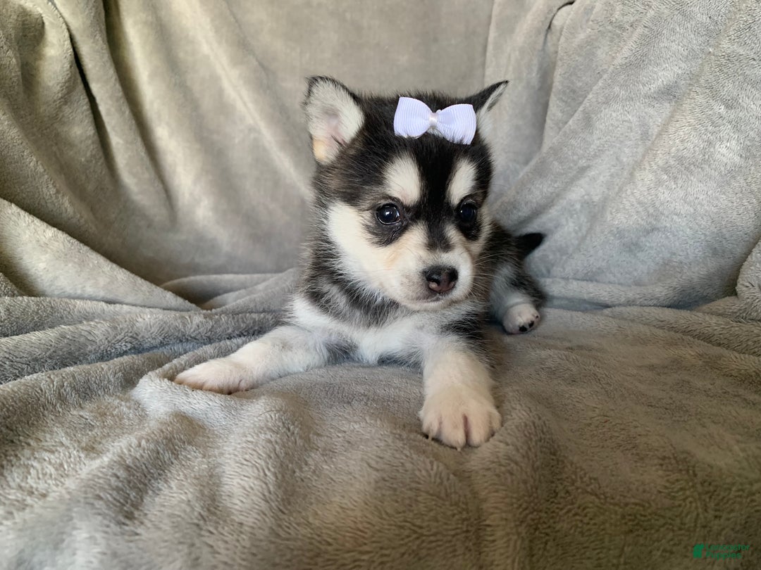 Alaskan Klee Kai dogs for sale: Petite Toy Husky~ Amazing Petunia~!!! - Ad 4