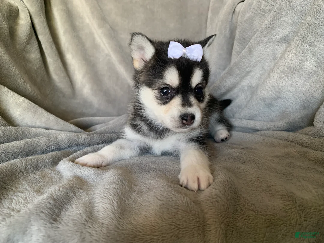 Alaskan Klee Kai dogs for sale: Petite Toy Husky~ Amazing Petunia~!!! - Ad 4