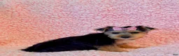 Yorkshire Terrier dogs for sale: Melody toy Yorkshire  - Ad 2