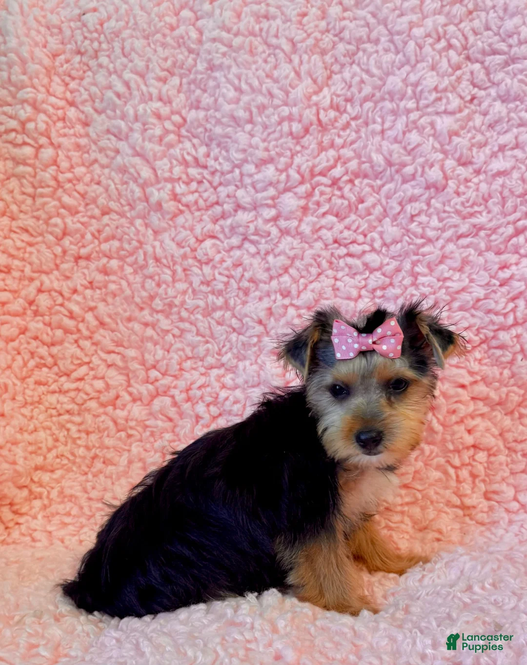 Yorkshire Terrier dogs for sale: Melody toy Yorkshire  - Ad 2