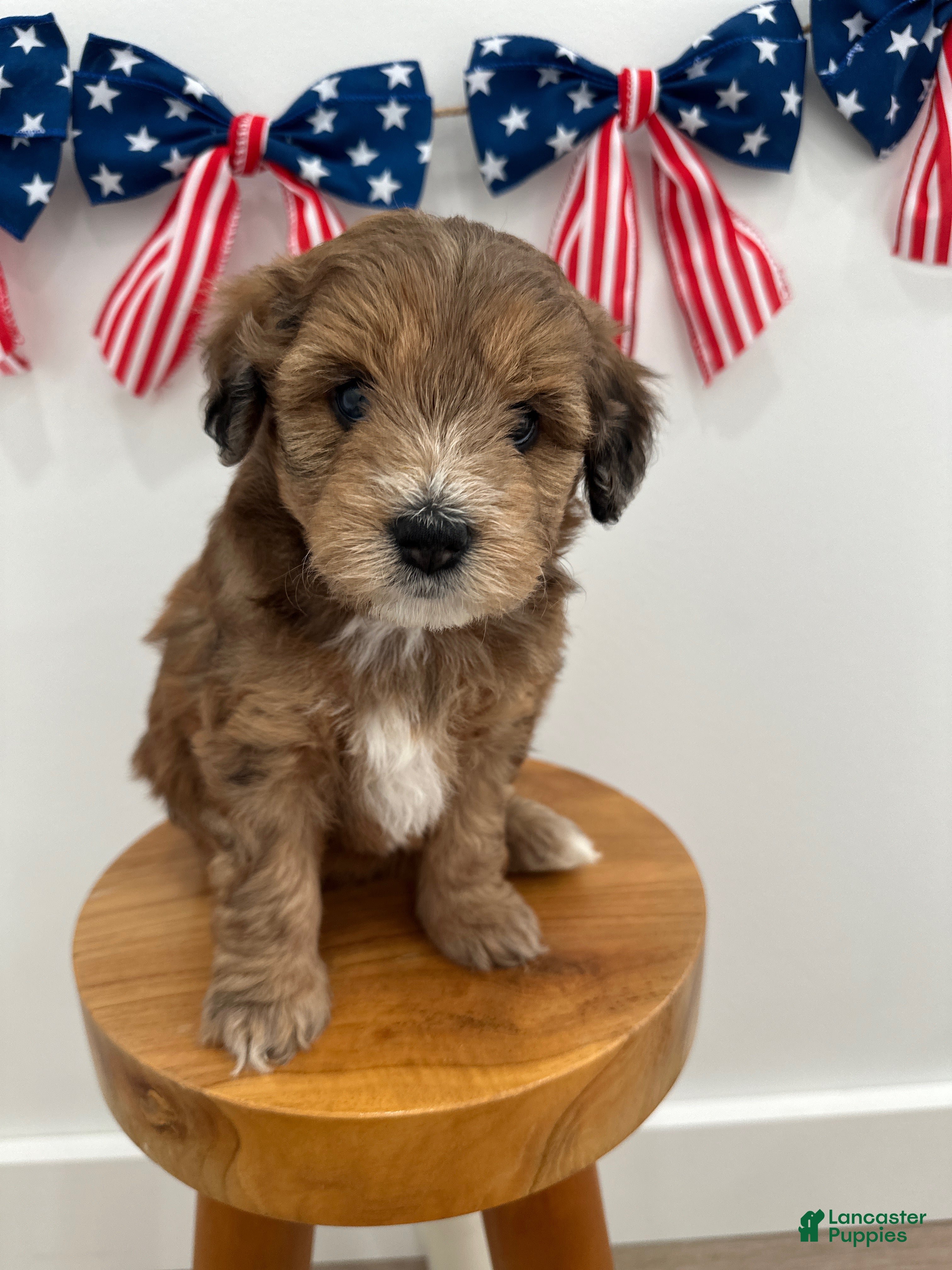 Mini Aussiedoodle dogs Paisley - Ad 1