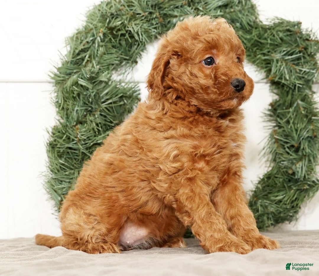 Mini Goldendoodle dogs for sale: Eden - Ad 7