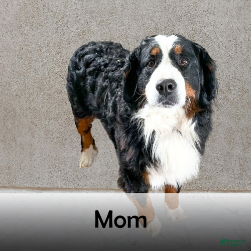 Mini Bernedoodle dogs for sale: Isabella - Ad 9