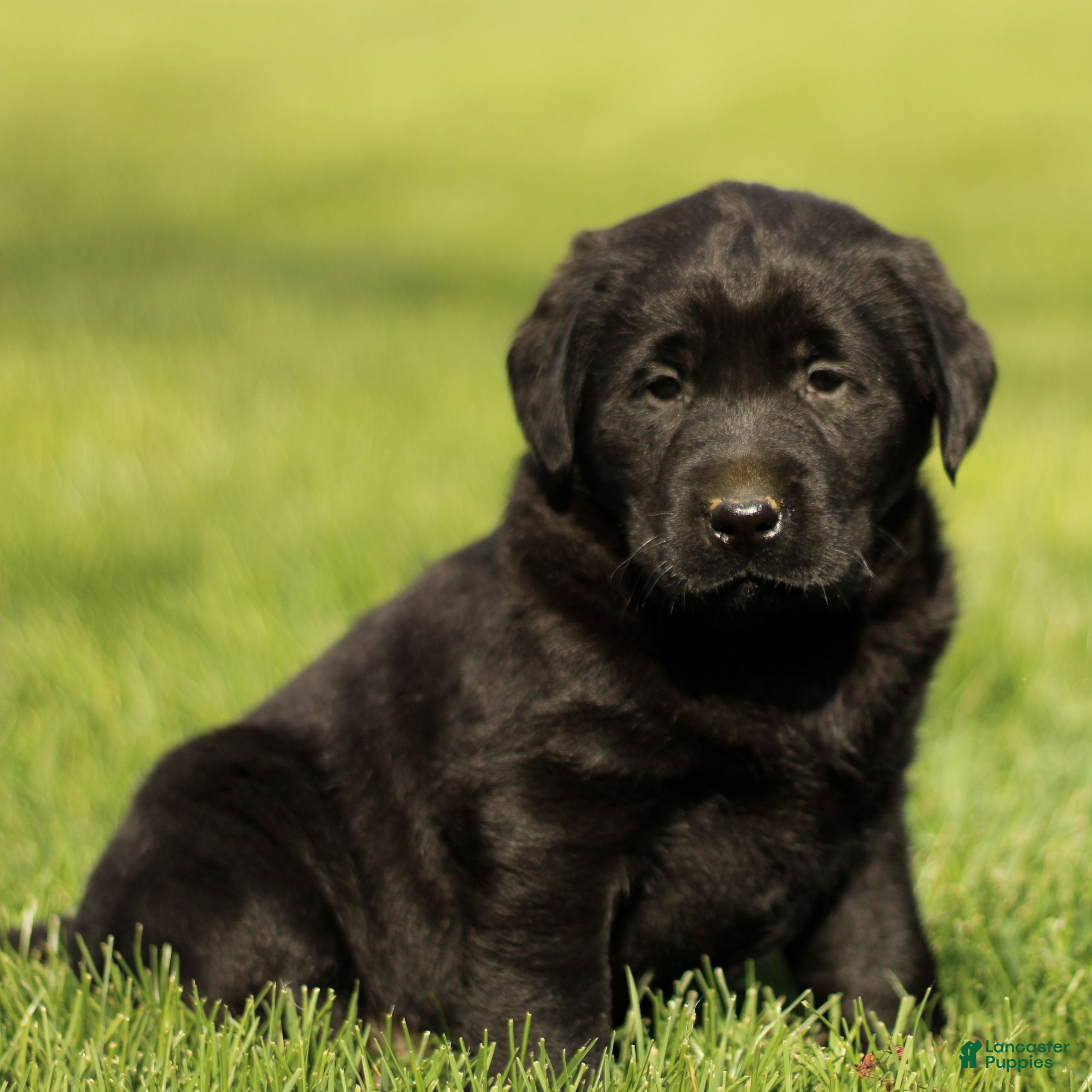 Labrador Retriever dogs Hattie  - Ad 1