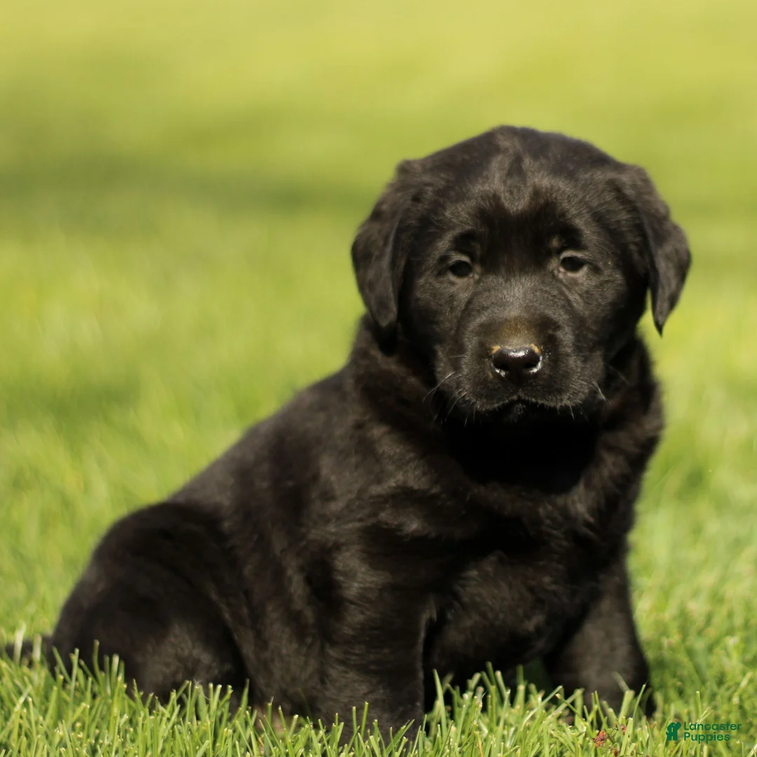 Labrador Retriever dogs for sale: Hattie  - Ad 1