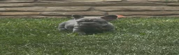 French Bulldog dogs for sale: Blue - Ad 15